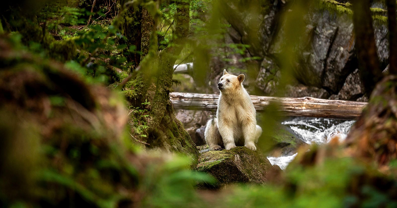 A light-colored bear sits on a mossy rock in a lush, green forest with a stream and fallen log in the background, surrounded by trees and foliage.