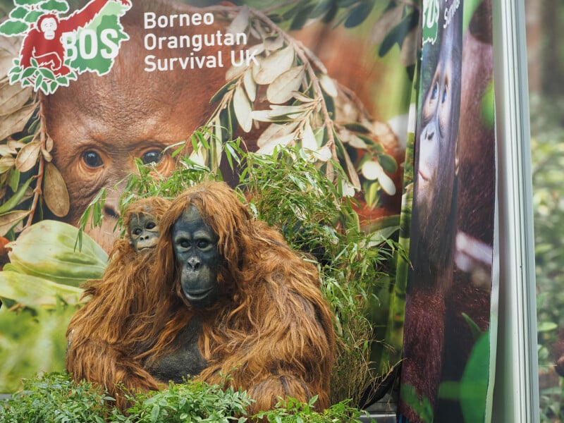 A lifelike orangutan model with a baby on its back sits among green foliage in front of a Borneo Orangutan Survival UK display featuring large images of real orangutans.