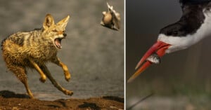 A muddy jackal on the left leaps with its mouth open at a flying bird, while on the right a close-up shows a bird holding a small fish in its red and black beak.