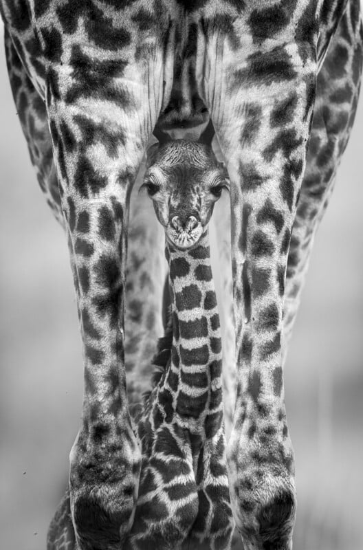 A black and white photo of a baby giraffe standing between the legs of an adult giraffe, looking through the gap created by the adult’s legs.