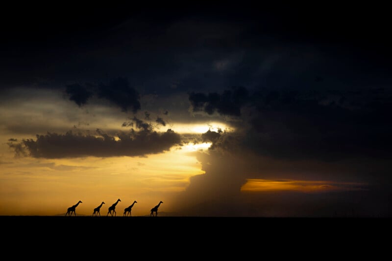 Five giraffes are silhouetted against a dramatic sunset sky with dark clouds and golden light on an open plain, creating a striking and peaceful scene.