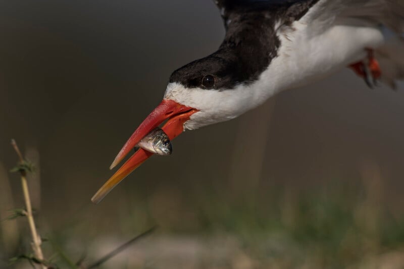 A close-up of a black skimmer bird with a long, red and yellow beak, holding a small fish in its beak, flying low over blurred grass.