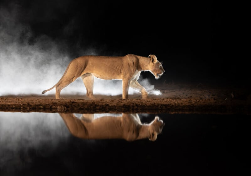 A lioness walks along the edge of water at night, illuminated from behind with mist rising, and her reflection visible on the water’s surface.