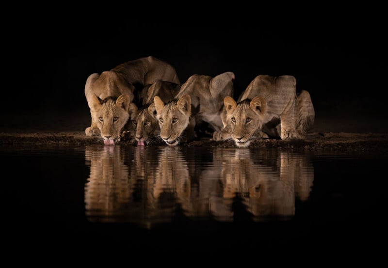 Four lions crouch side by side, drinking water at night with their reflections visible in the dark, still surface below them.