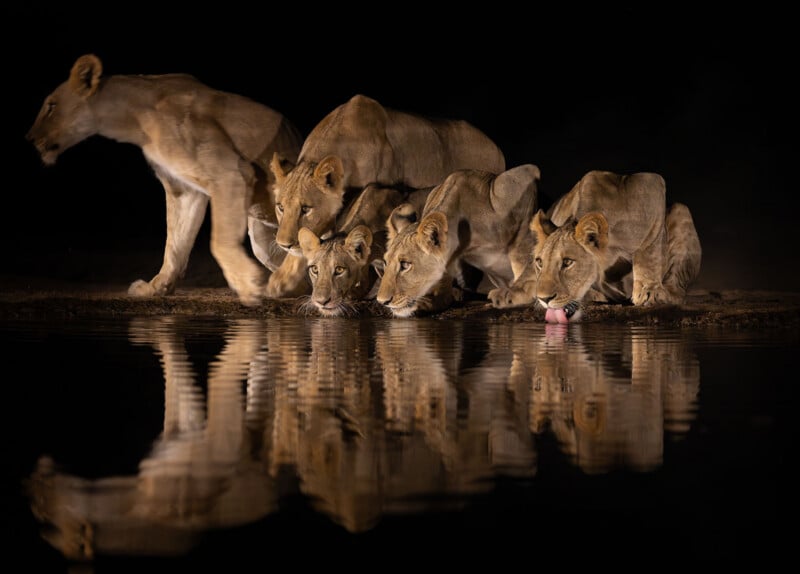Four lions are gathered at a water's edge at night. Three lions crouch and drink from the water while one stands nearby. Their reflections are clearly visible in the calm surface. The background is dark.