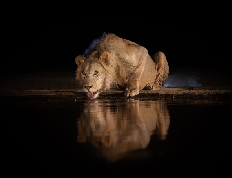 A lion crouches at the edge of a waterhole at night, drinking and looking forward. Its reflection is visible in the still water, with darkness surrounding the scene.