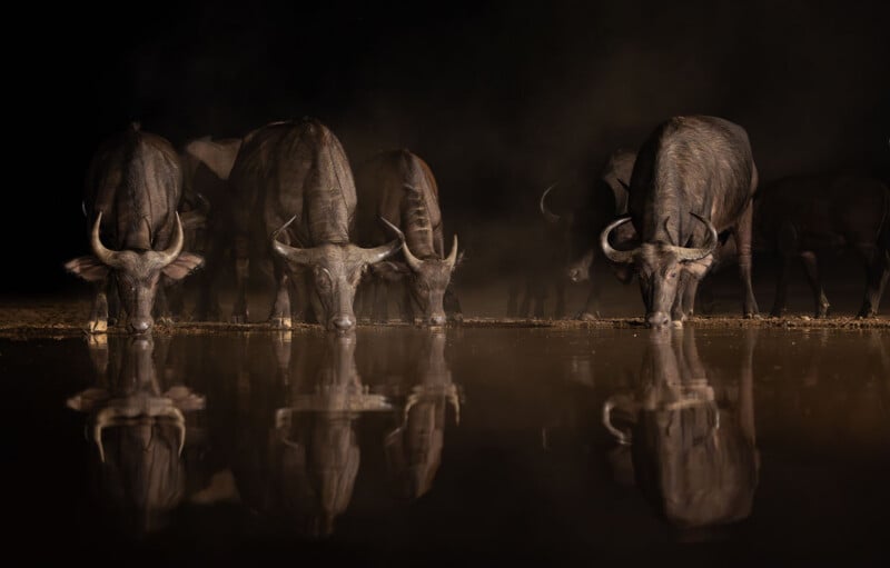A group of buffaloes drink water at a calm watering hole at night, their reflections clearly visible on the still surface, with dust rising in the dark background.