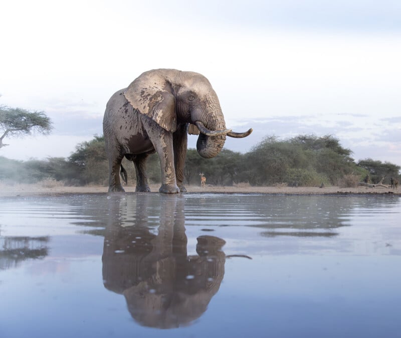 A large elephant covered in mud stands near the edge of a water hole, its reflection visible in the calm water. Trees and a cloudy sky appear in the background.