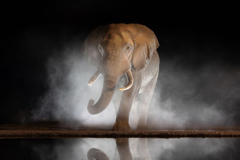 An elephant stands facing forward, partially illuminated against a dark background, with mist or smoke swirling around its legs and a reflection visible in the water below.