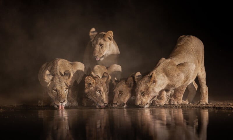 Five lions crouch closely together, drinking water from a dark, reflective surface at night. Dust hangs in the air around them, and their faces are illuminated, highlighting their focused expressions.