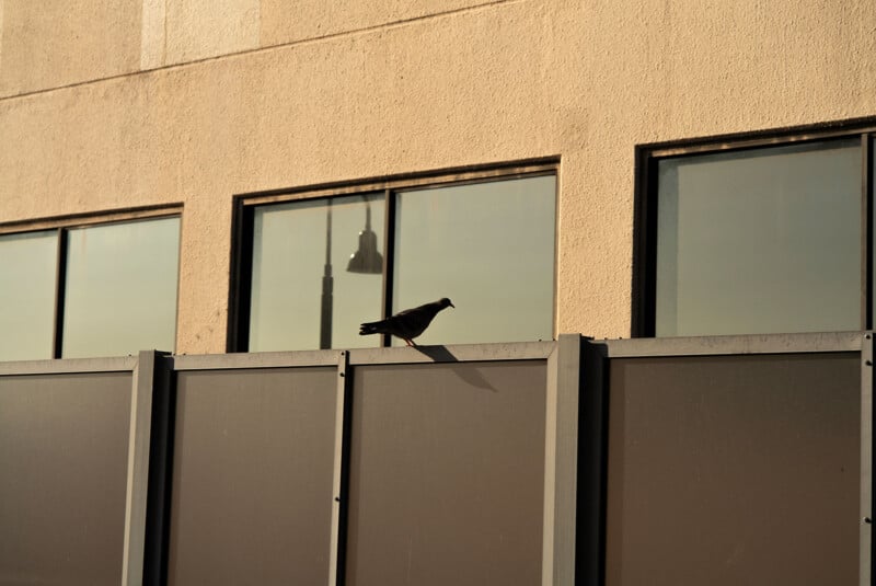 A pigeon stands on a gray metal fence in front of a beige building with large windows. The reflection of a streetlamp and another structure is visible in the windows.