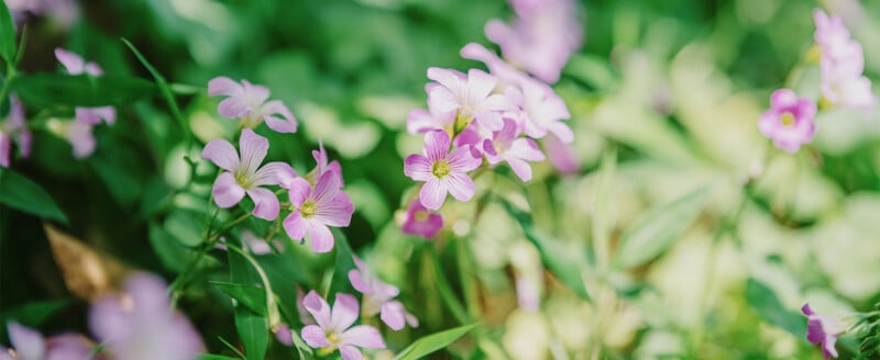 Close-up of delicate light purple wildflowers with yellow centers, surrounded by green leaves and blurred greenery in the background, bathed in sunlight.