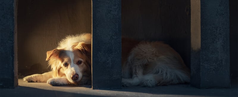 A fluffy dog with light brown and white fur lies on the floor under a concrete structure, looking out from the shadows into a beam of warm light.