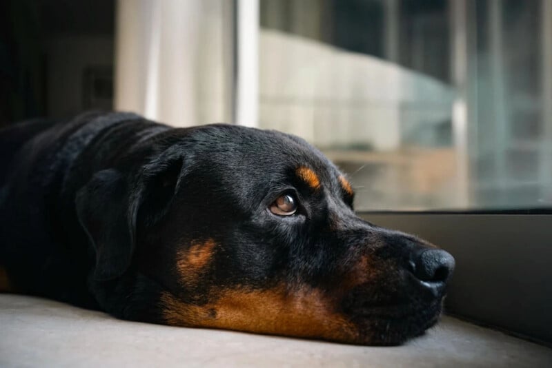 A close-up of a black and brown Rottweiler lying on the floor with its head resting near a window, gazing outside with a calm and contemplative expression.