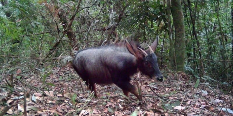 Remote Cameras Reveal the Rare Animals Living in the ‘Amazon of Asia’