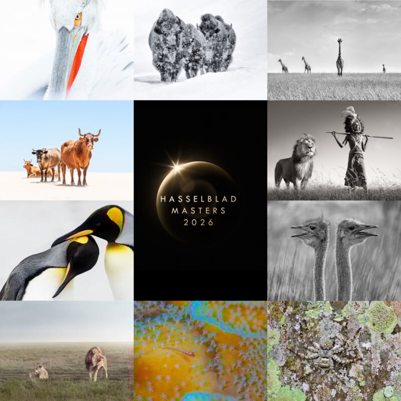 A collage of twelve diverse wildlife photographs, including pelicans, bison, giraffes, oxen, penguins, ostriches, camels, a colorful abstract, and a closeup of lichen, with a "Hasselblad Masters 2026" logo in the center.