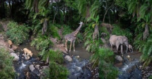 Three panels show a lush forest stream with lions drinking on the left, a giraffe standing in the center, and two elephants drinking water on the right, surrounded by green vegetation and trees.