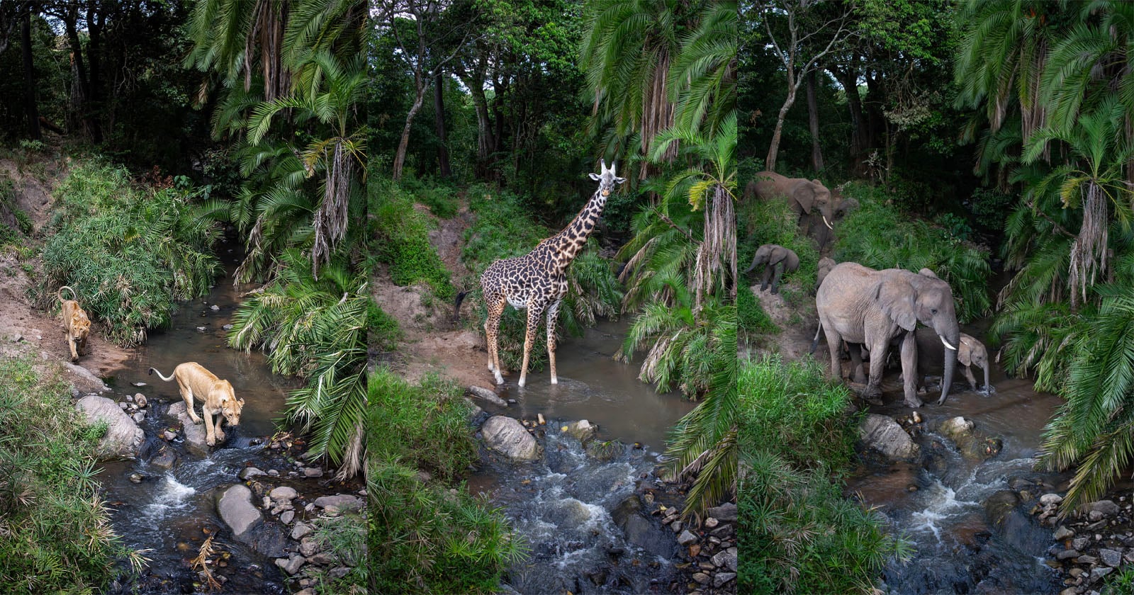 Three panels show a lush forest stream with lions drinking on the left, a giraffe standing in the center, and two elephants drinking water on the right, surrounded by green vegetation and trees.