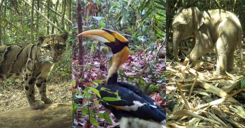 Remote Cameras Reveal the Rare Animals Living in the ‘Amazon of Asia’