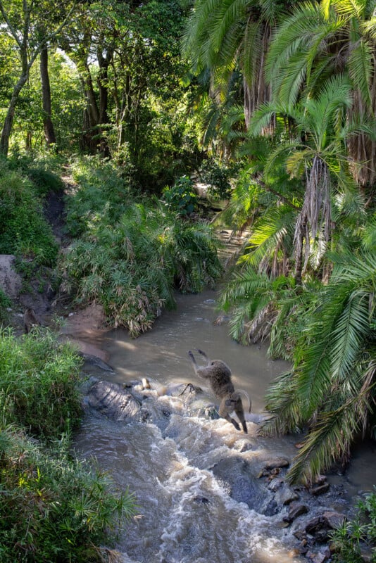 A baboon stands on rocks in the middle of a shallow, flowing creek surrounded by lush, green vegetation and palm trees in a dense, tropical forest.