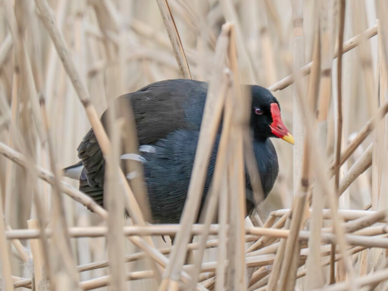A dark-feathered bird with a bright red and yellow beak stands among tall, pale reeds, blending into its marshy surroundings.