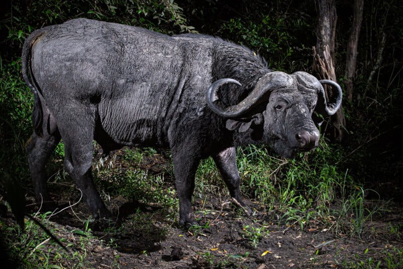 A large African buffalo with curved horns stands on muddy ground, surrounded by dense green vegetation and trees, looking directly at the camera.