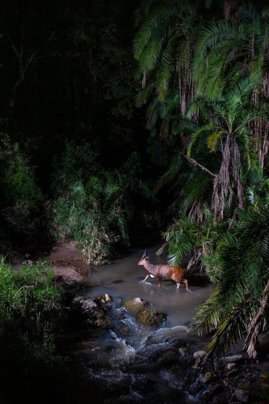 A lone antelope stands in a shallow stream surrounded by lush, dense tropical vegetation at night, illuminated by a spotlight.
