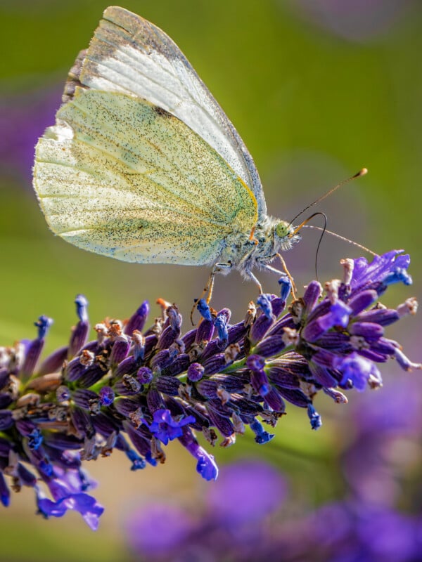 A close-up of a pale yellow butterfly perched on a vibrant purple flower, with a softly blurred green and purple background. The butterfly's delicate wings and tiny details are clearly visible.