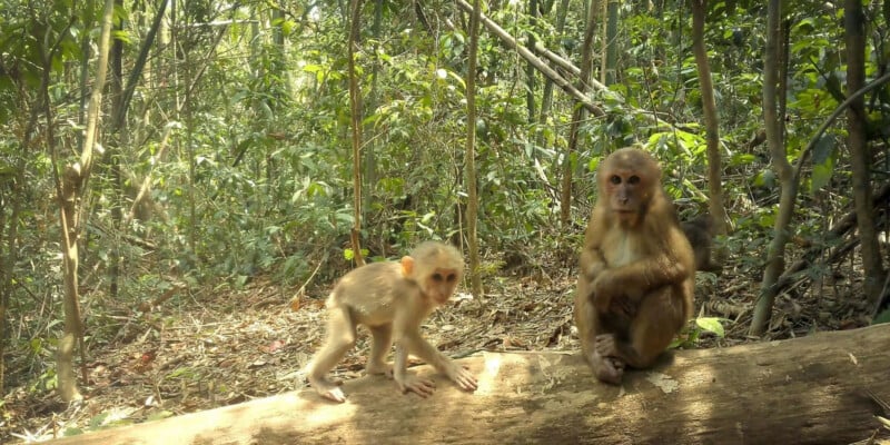Remote Cameras Reveal the Rare Animals Living in the ‘Amazon of Asia’