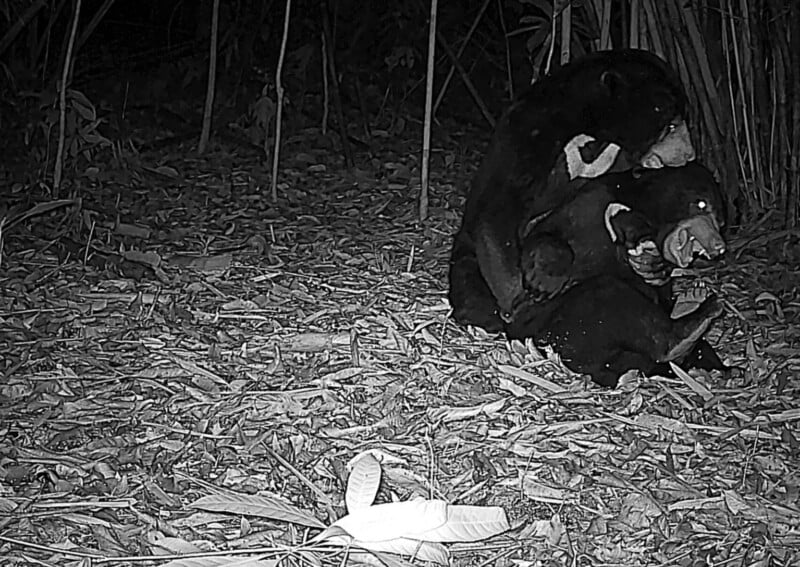 Remote Cameras Reveal the Rare Animals Living in the ‘Amazon of Asia’