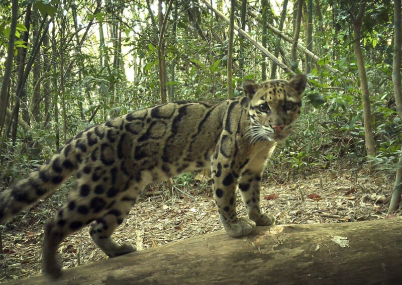 Remote Cameras Reveal the Rare Animals Living in the ‘Amazon of Asia’