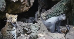 A split image shows a leopard cub on the left and a blue monkey on the right, both standing among rocky terrain near a cave entrance. The leopard cub appears alert, while the monkey looks in the direction of the camera.
