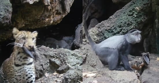 A split image shows a leopard cub on the left and a blue monkey on the right, both standing among rocky terrain near a cave entrance. The leopard cub appears alert, while the monkey looks in the direction of the camera.