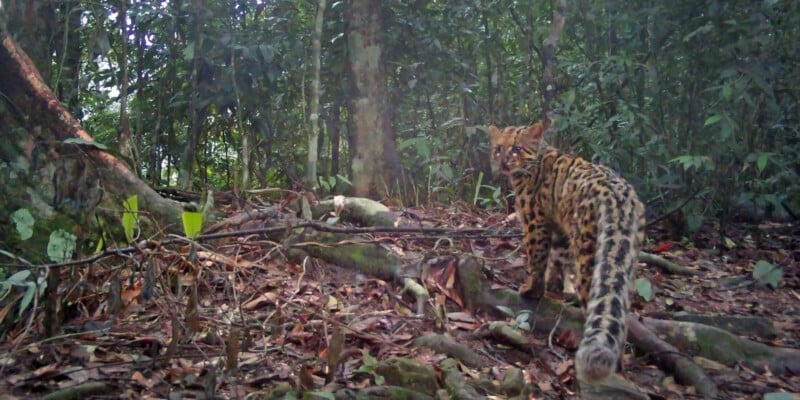 Remote Cameras Reveal the Rare Animals Living in the ‘Amazon of Asia’
