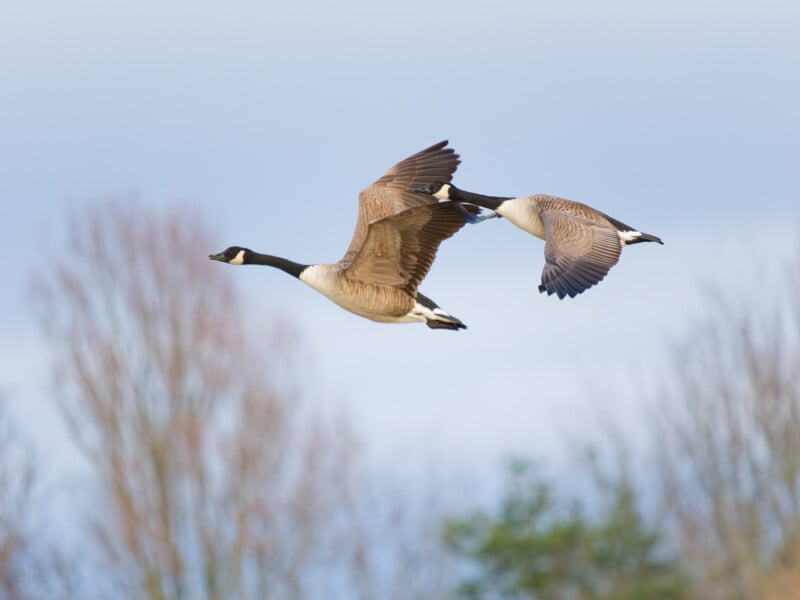 Two Canada geese with brown bodies, black necks, and white cheeks flying side by side against a blurred background of trees and blue sky.