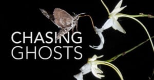 A moth hovers near white flowers against a black background. Large white text reads “CHASING GHOSTS.”.