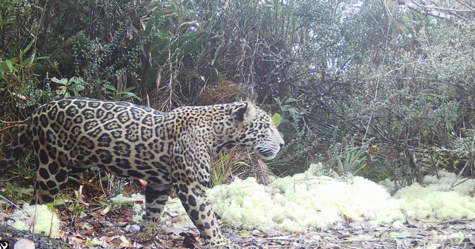 A jaguar with a distinctive spotted coat walks through a forested area with dense green foliage and patches of light-colored ground cover.