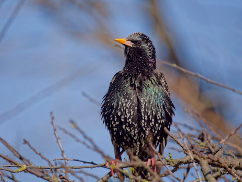 A European starling with iridescent black feathers and white speckles perches on bare branches against a clear blue sky.