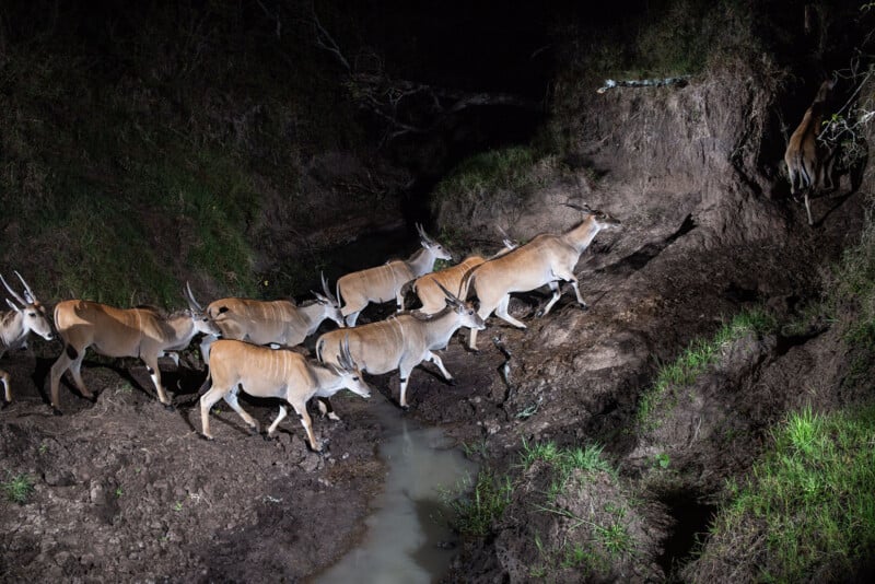A group of antelopes crosses a muddy stream at night, illuminated by a bright light. The animals walk closely together, surrounded by grassy, rugged terrain.