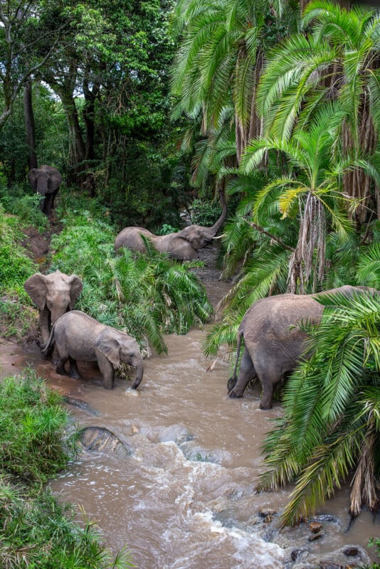 Four elephants stand and feed near a muddy stream surrounded by lush green palm trees and dense forest, with one elephant partially hidden in the background.