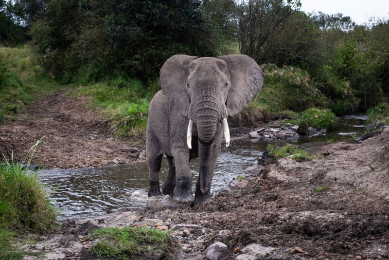 An adult elephant with large tusks stands in a shallow stream, surrounded by greenery and muddy banks in a natural outdoor setting.