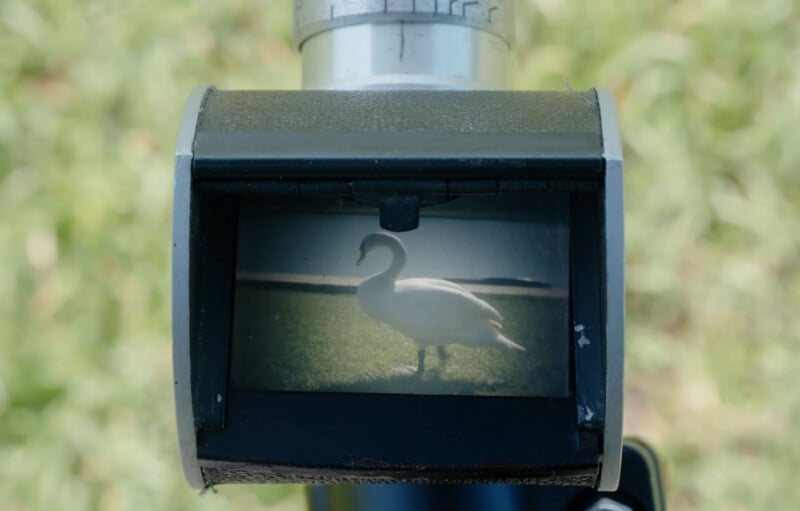 A camera viewfinder displays a slightly blurred image of a swan standing on green grass, with water and sky visible in the background.