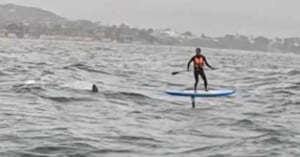 A person wearing an orange life vest is paddleboarding on choppy water, with a large fin visible nearby in the waves, suggesting the presence of a shark. A distant shoreline is seen under a cloudy sky.
