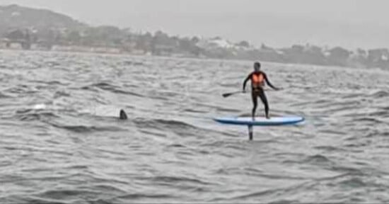 A person wearing an orange life vest is paddleboarding on choppy water, with a large fin visible nearby in the waves, suggesting the presence of a shark. A distant shoreline is seen under a cloudy sky.