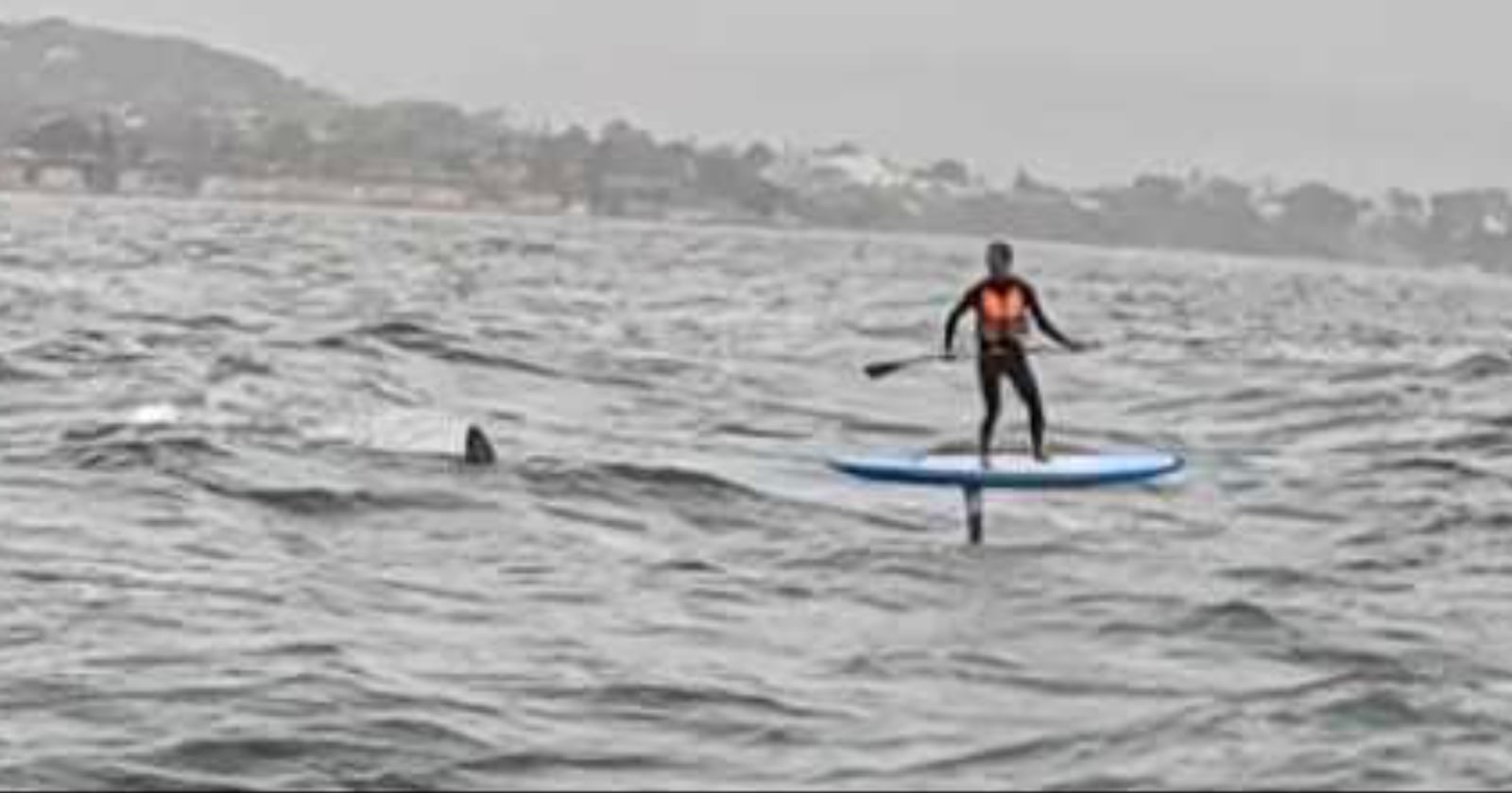 A person wearing an orange life vest is paddleboarding on choppy water, with a large fin visible nearby in the waves, suggesting the presence of a shark. A distant shoreline is seen under a cloudy sky.