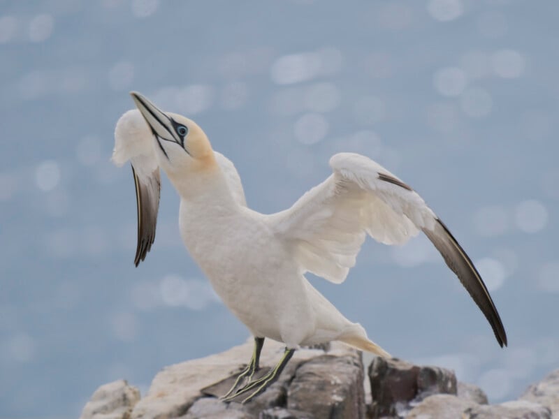 A white seabird with a yellowish head and black-tipped wings stands on a rocky surface by the sea, spreading its wings with the blue water in the background.