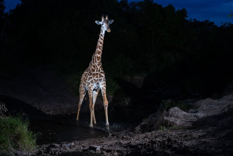 A giraffe stands in shallow water at night, illuminated by a bright light, with dark trees and bushes in the background.