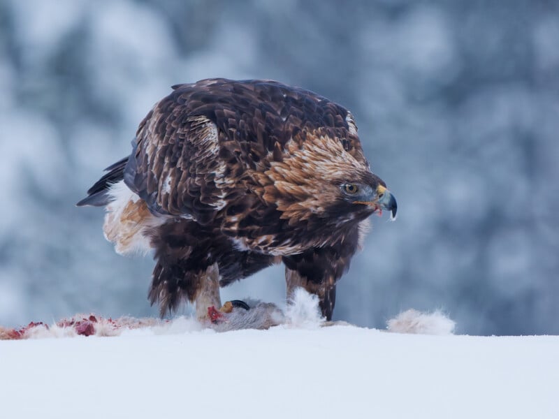 A golden eagle stands on snow, gripping its prey with sharp talons. Blood and feathers from the catch are scattered around, while the eagle stares intently forward, with a blurred wintry background behind it.