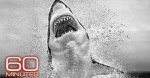 A great white shark bursts out of the water with its mouth wide open, showing sharp teeth, surrounded by splashing water. The "60 Minutes" logo is in the bottom left corner. The image is in black and white.