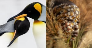 Two king penguins nuzzle beaks on the left; on the right, a child with a painted face and adorned with natural materials gazes thoughtfully, surrounded by dry grasses.